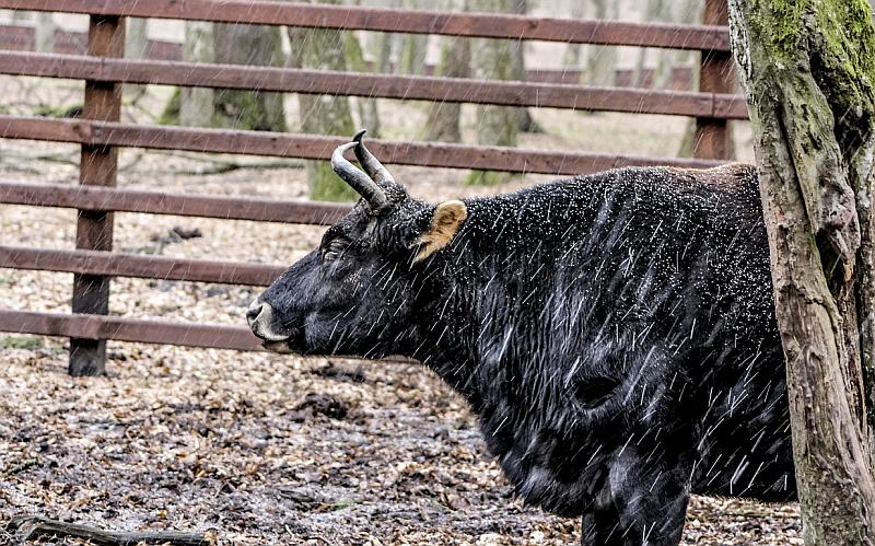 Bizon - een interspecifieke hybride van bizon en vee.
