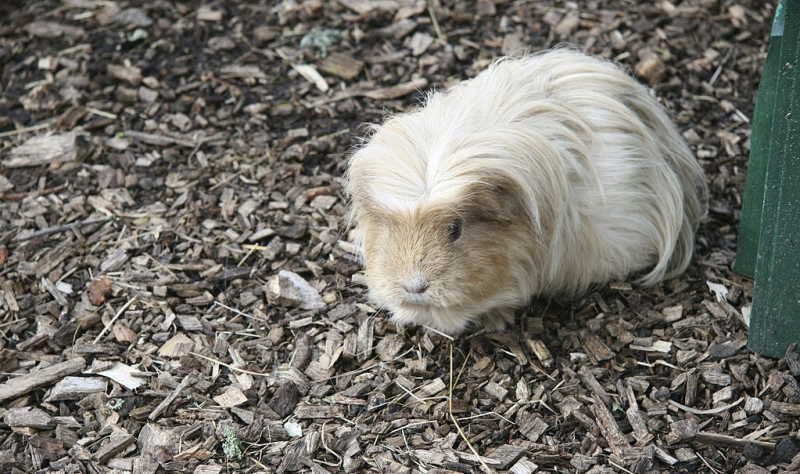 Rex cavia