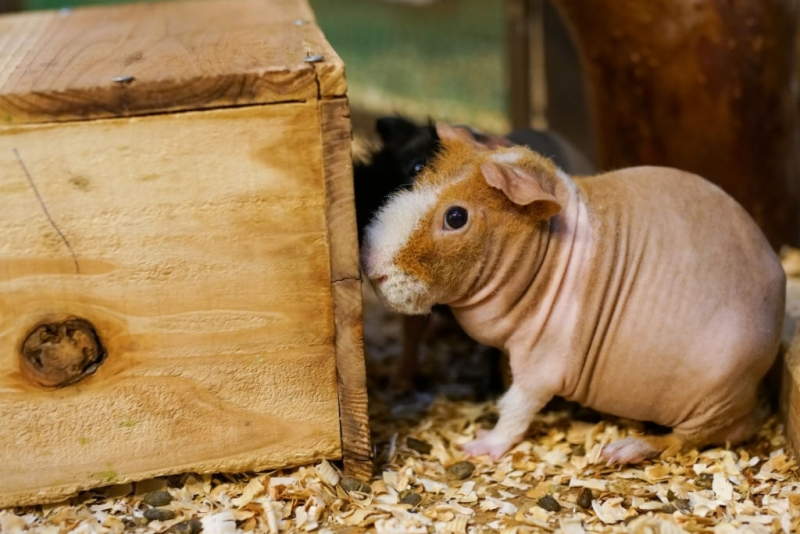 Magere cavia - kaal